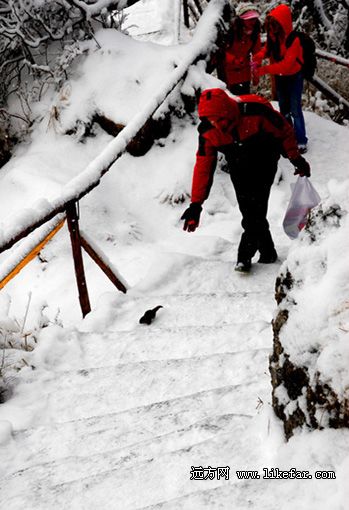 窗含西岭千秋雪 西岭雪山最全的滑雪攻略