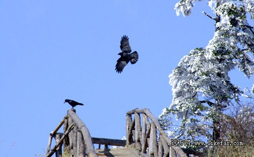窗含西岭千秋雪 西岭雪山最全的滑雪攻略