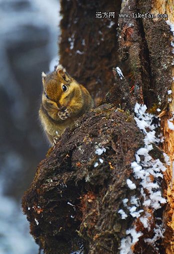 窗含西岭千秋雪 西岭雪山最全的滑雪攻略