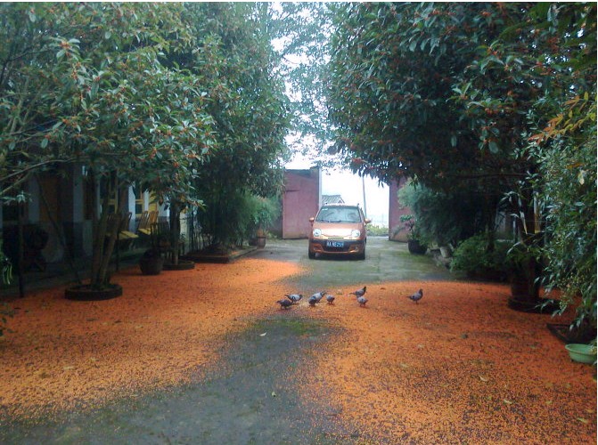 世外桃源,天然氧吧,唯有香樟园