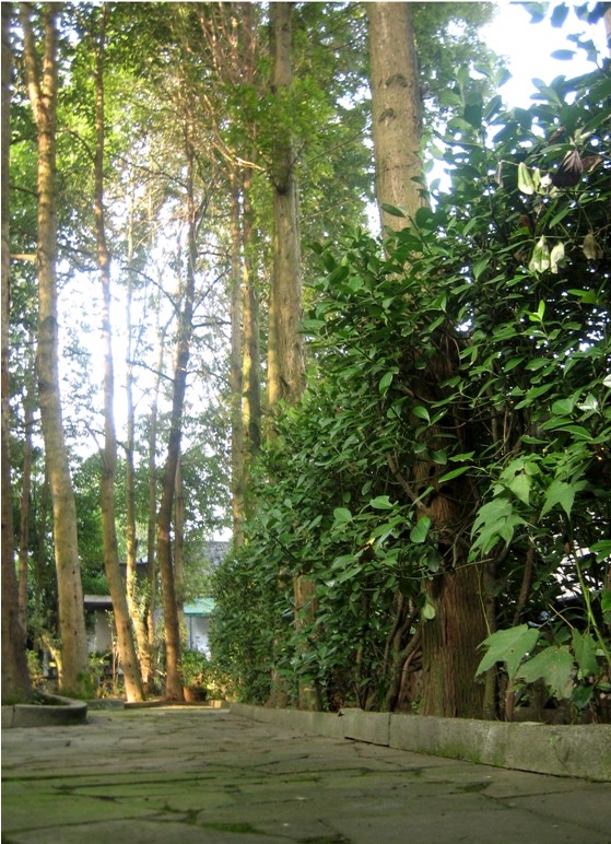 世外桃源,天然氧吧,唯有香樟园