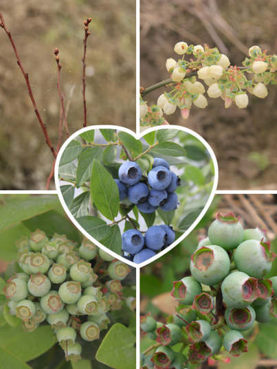 蓝莓成长变化