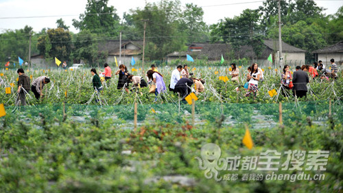 大邑蓝莓采摘节29日开幕 “水果皇后”5年挂果