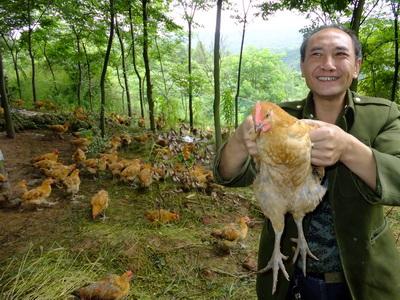 大邑斜源镇大鹏村“跑山鸡”8月上市