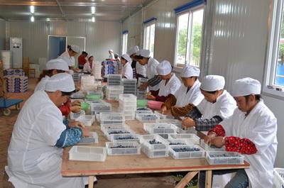 大邑蓝莓采摘节开幕1个月来 蓝莓销售越来越火