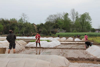 国网大邑县供电公司积极保障春灌用电